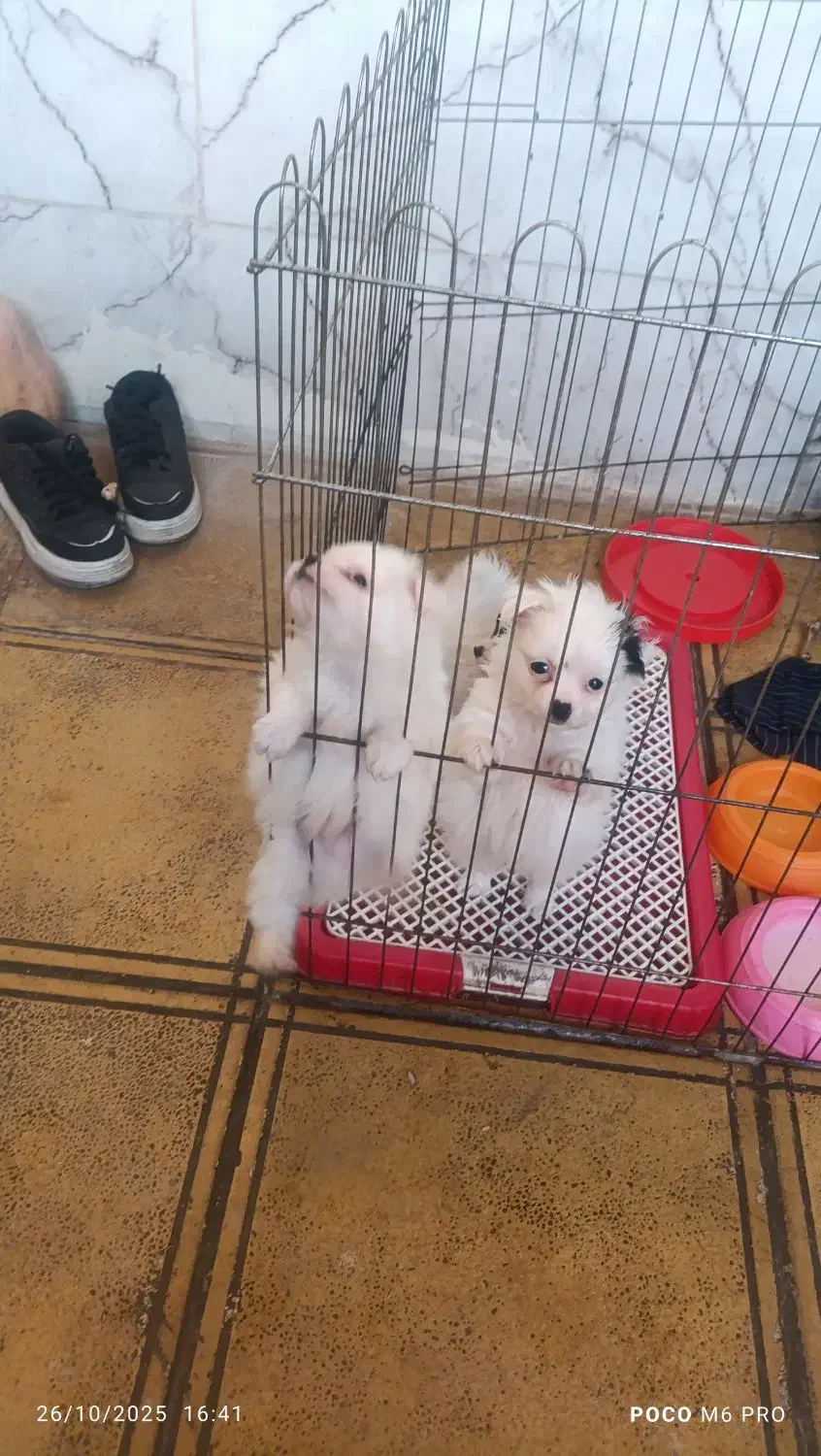 سگ شیتزو|سگ|ورامین, ورامین|دیوار