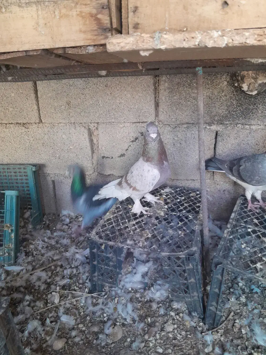 کفتر رنگی|پرنده|امیدیه, |دیوار