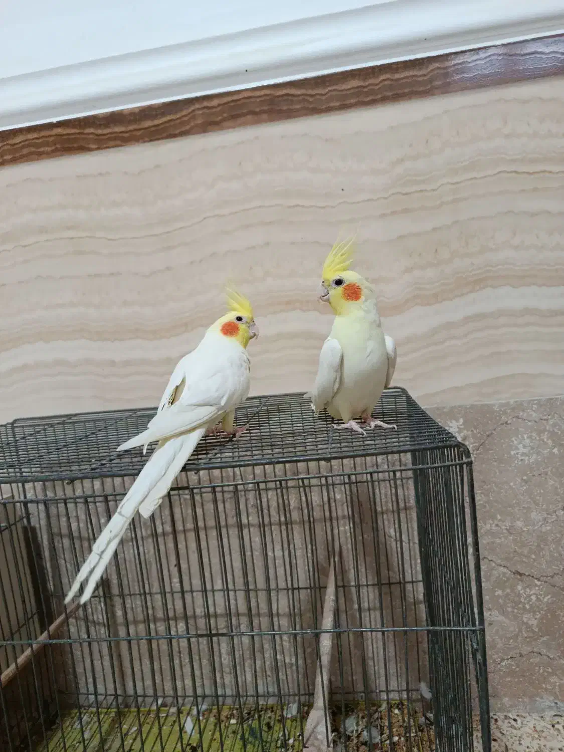 عروس هلندی|پرنده|چهاربرج, |دیوار