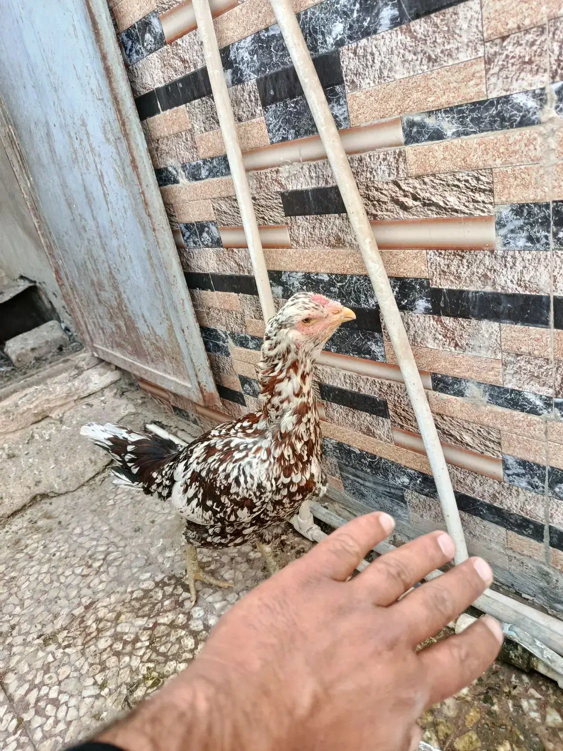 مرغ لاری|حیوانات مزرعه|نیمروز, |دیوار