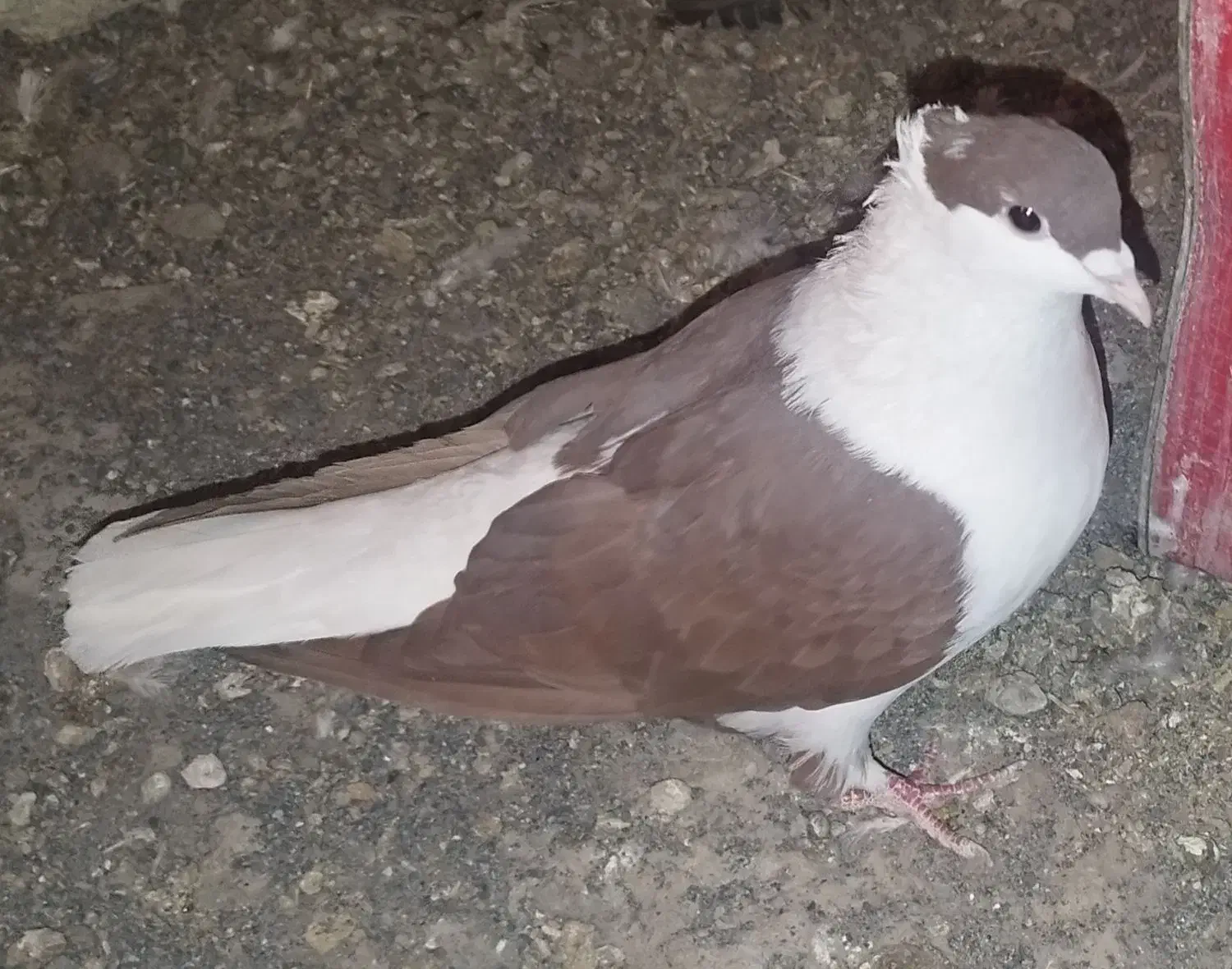 سرخ پشت و جوجه سیاه پشت|پرنده|لنجان, |دیوار