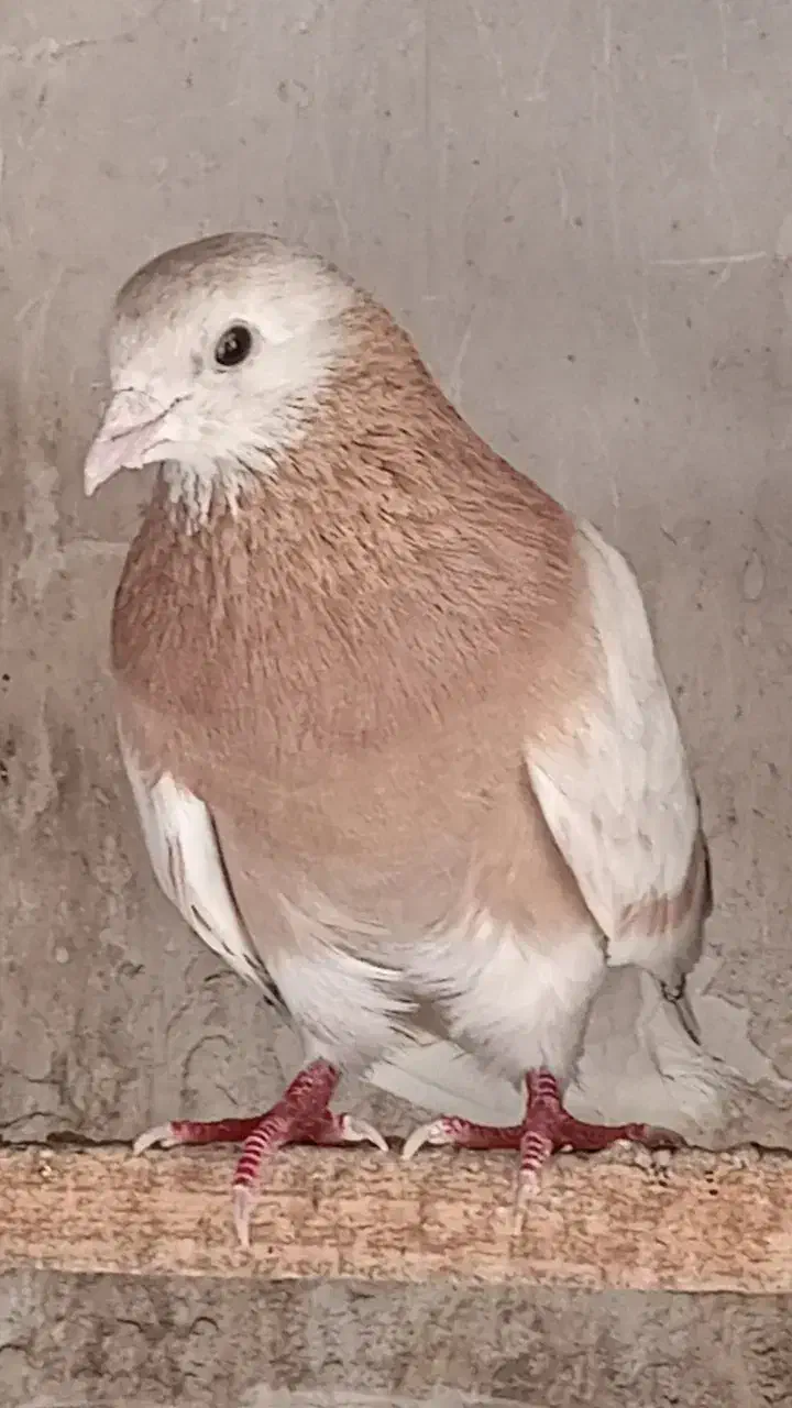 کفترپرشی|پرنده|گرگان, |دیوار