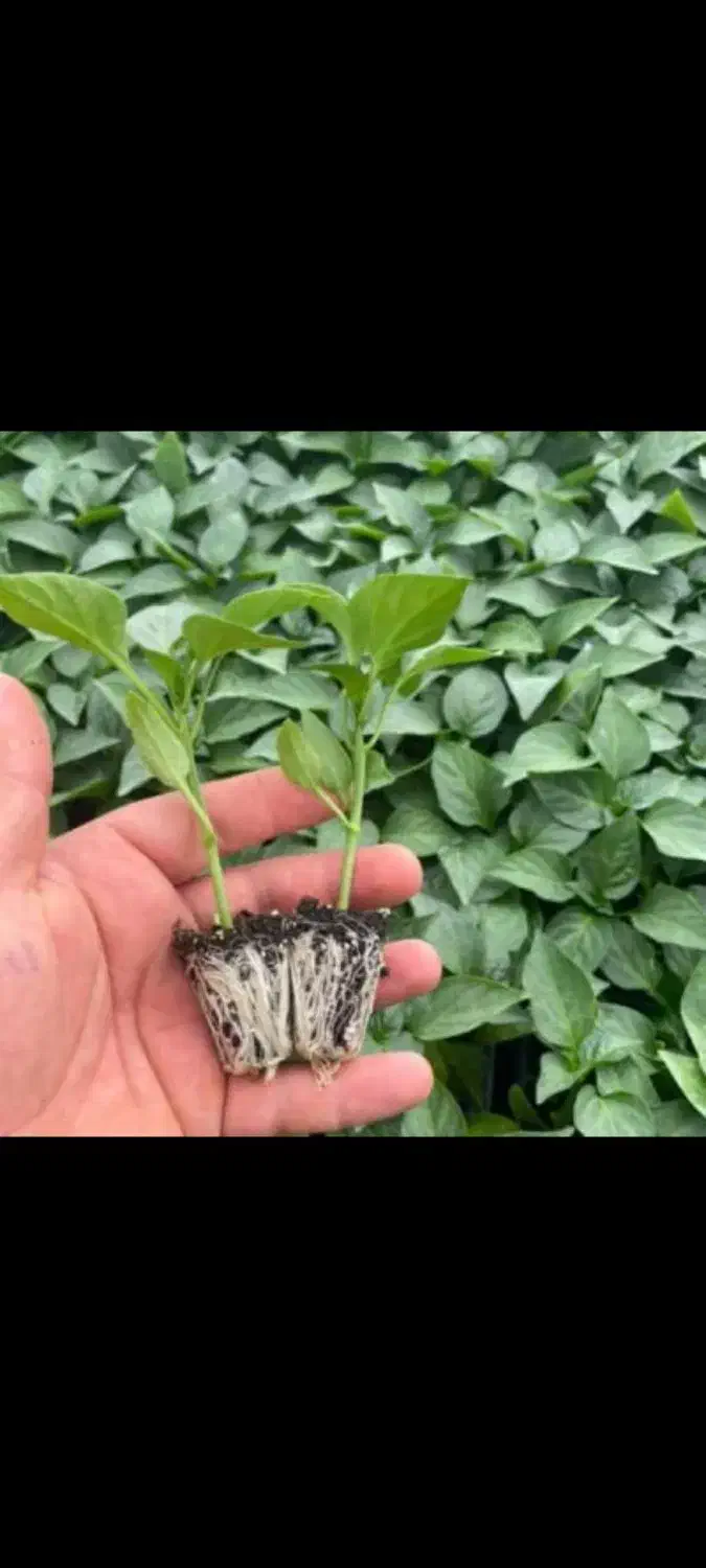 نشا توت فرنگی و کاهو و کلم رسید|خدمات باغبانی و درختکاری|رامشیر, |دیوار