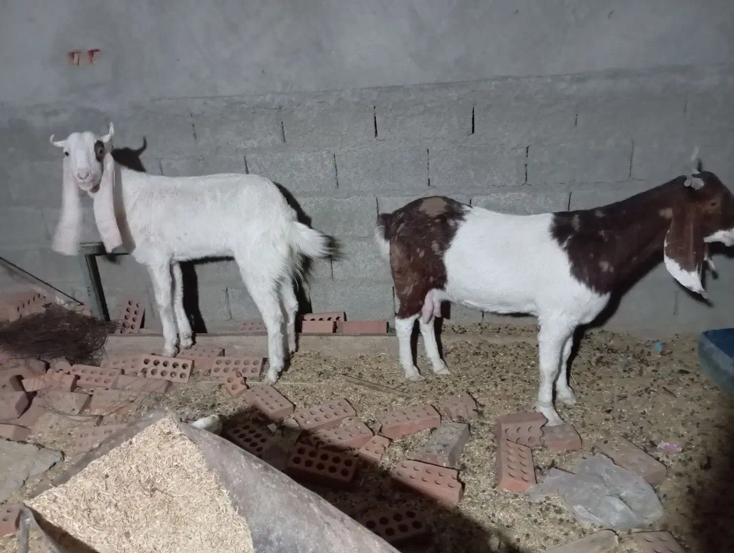 فروشی|حیوانات مزرعه|سراوان, |دیوار