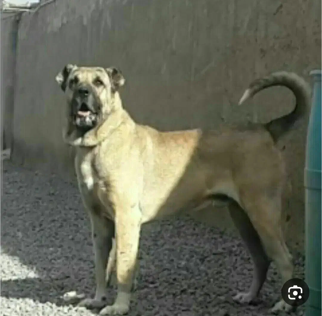 سگ سرابی|سگ|مشگین شهر, |دیوار