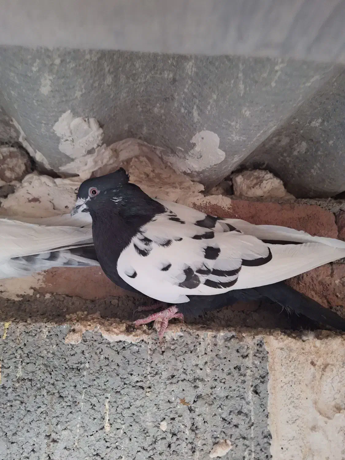 سینه سیاه نروماده|پرنده|نمین, |دیوار