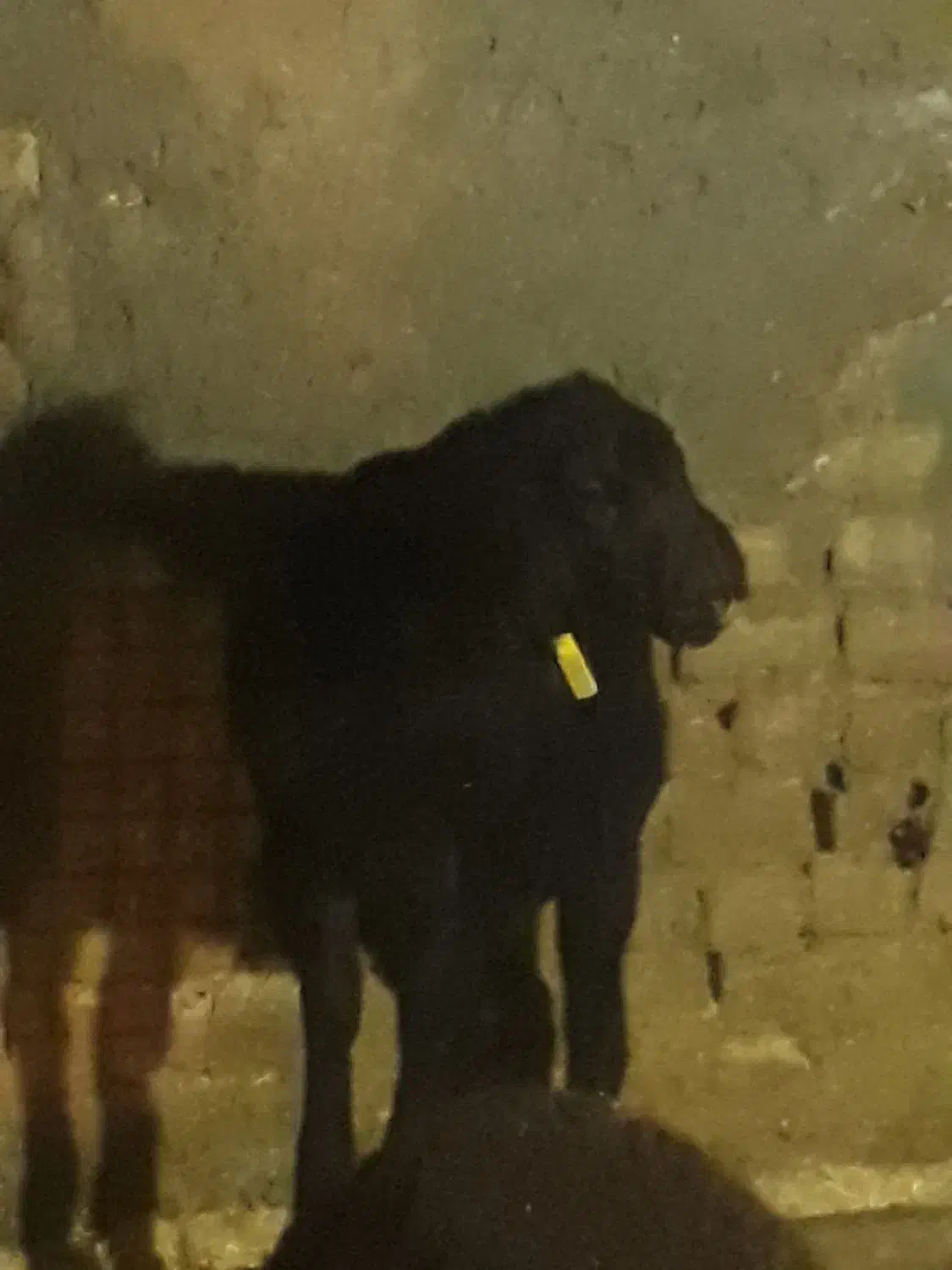 میش|حیوانات مزرعه|بربرود, |دیوار