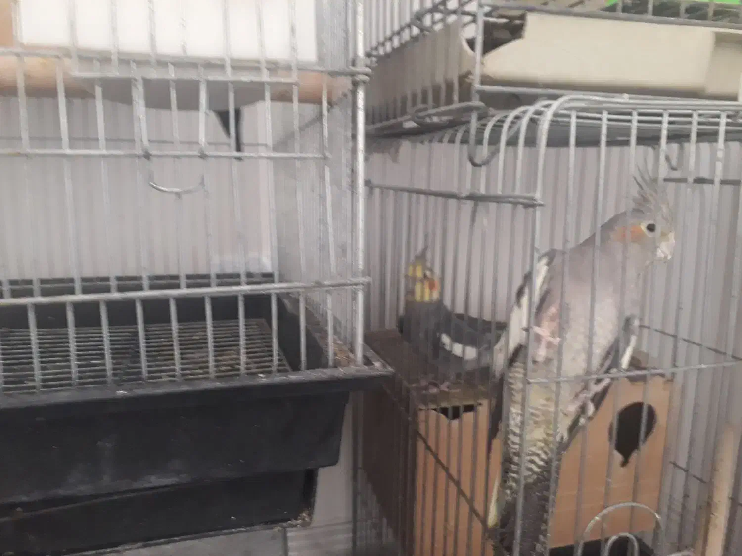 دو جفت عروس هلندی با قفس نو|پرنده|شیراز, سعدیه شمالی|دیوار