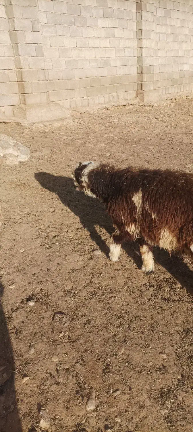 بره کهره چاق قصابی به شرط بالا زنی|حیوانات مزرعه|همایجان, |دیوار