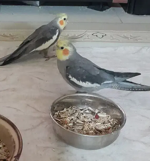 عروس هلندی|پرنده|بومهن, |دیوار