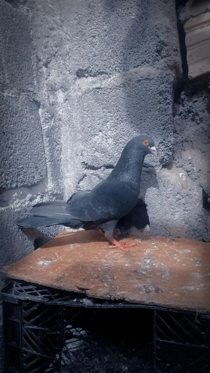 کفتر پرنده|پرنده|بم, |دیوار