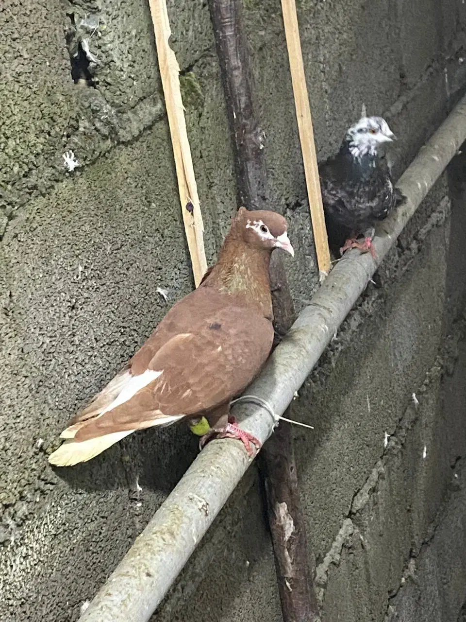 کبوترا غریب پرشی|پرنده|کلاردشت, |دیوار