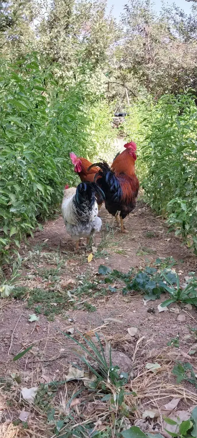 سه عدد خروس جوان به فروش میرسد|حیوانات مزرعه|آبگرم, |دیوار