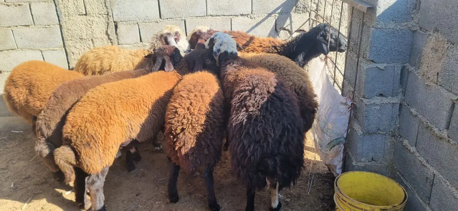 بره چاق کشتاری|حیوانات مزرعه|گنبد کاووس, |دیوار