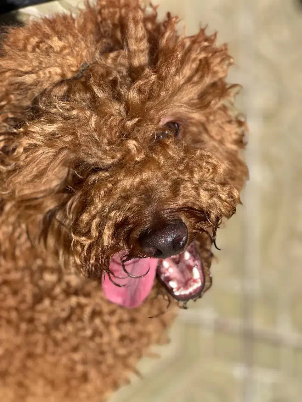 پودل اصیل|سگ|تهران, پاسداران|دیوار