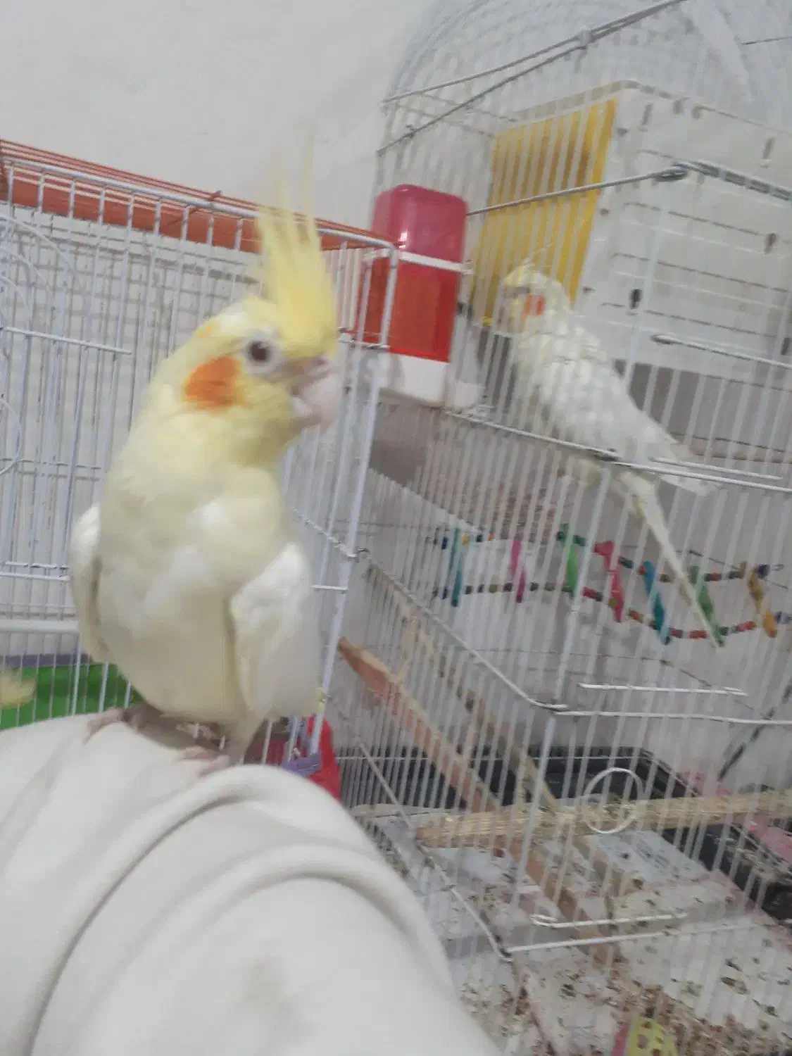 عروس هلندی مولد جوجه دار اهلی سخنگو|پرنده|تبریز, |دیوار