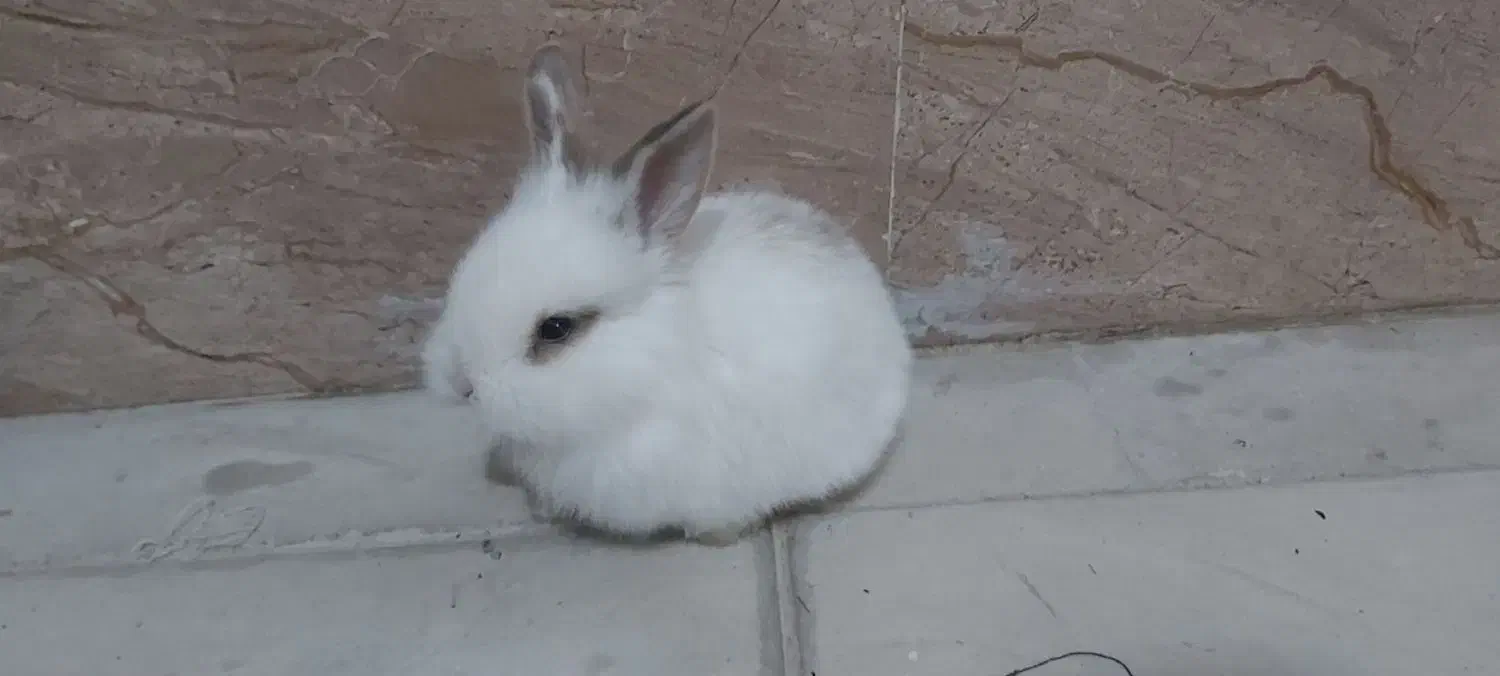 فروش خرگوش|موش و خرگوش|پیرانشهر, |دیوار