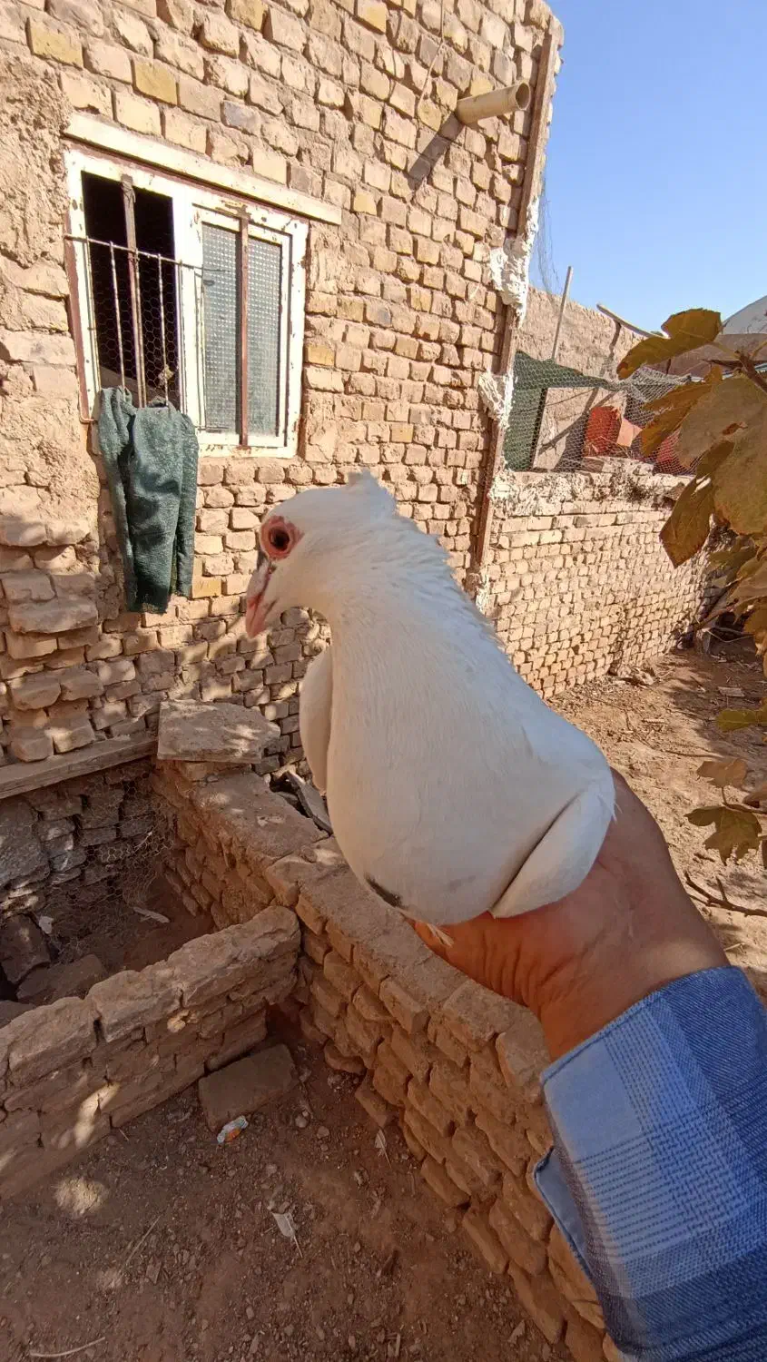 کفتر|پرنده|اشکذر, |دیوار