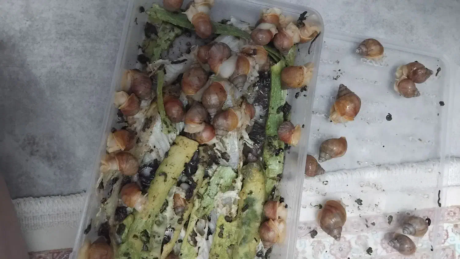 حلزون آلبینا|خزنده|تهران, یافت‌آباد|دیوار