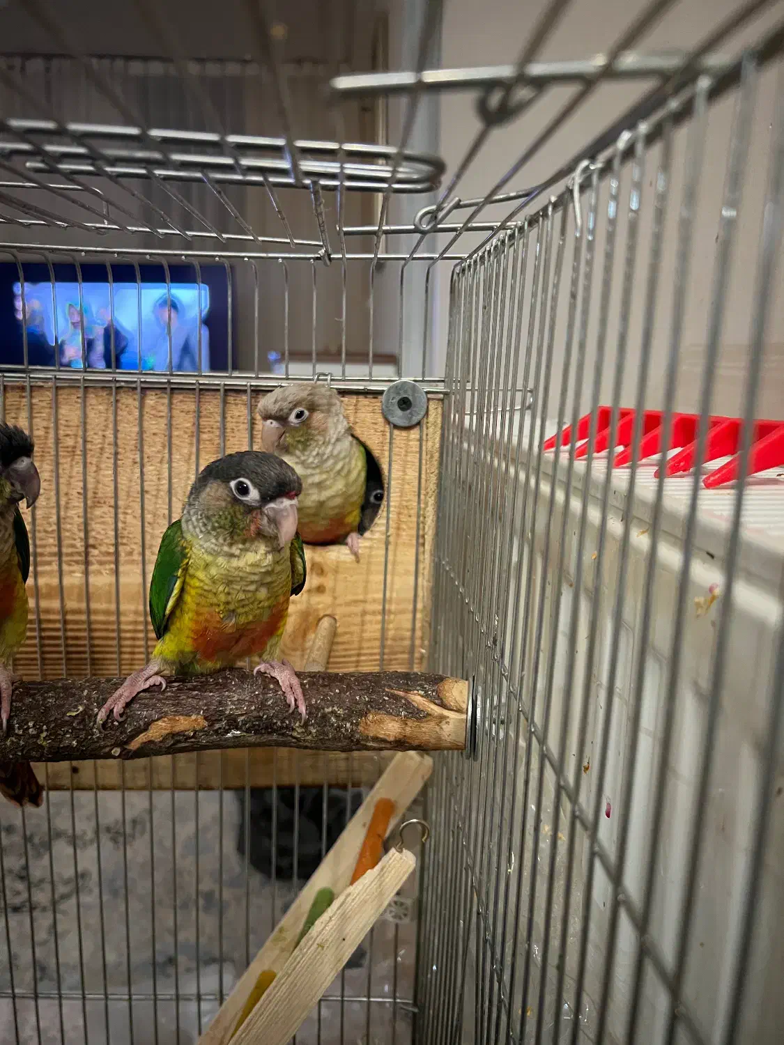 فروش جوجه گرینچیک|پرنده|شاهرود, |دیوار