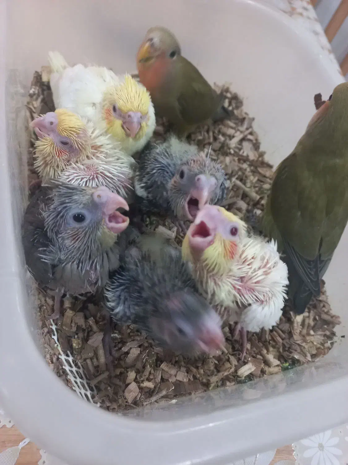 کوتوله برزیلی وعروس هلندی لوتینوو سینامون|پرنده|شیراز, شهرک سراج‎|دیوار