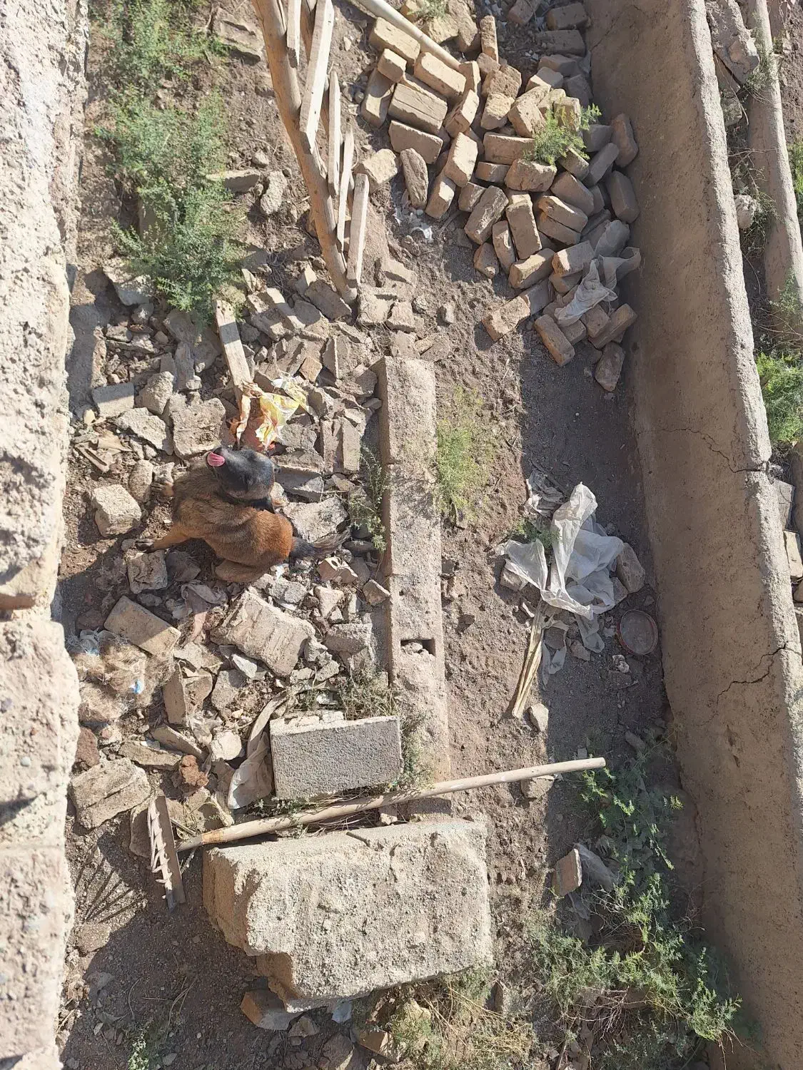 سگ مالینویز ماده|سگ|پیشوا, |دیوار