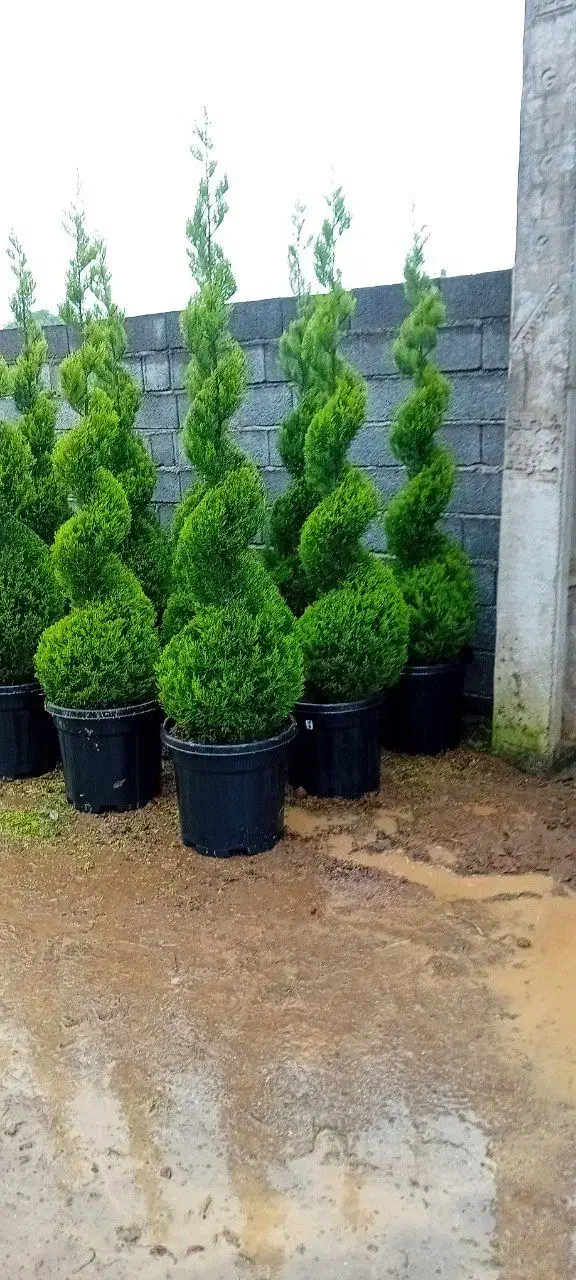لاوسون پیچ|گل و گیاه طبیعی|چابکسر, |دیوار