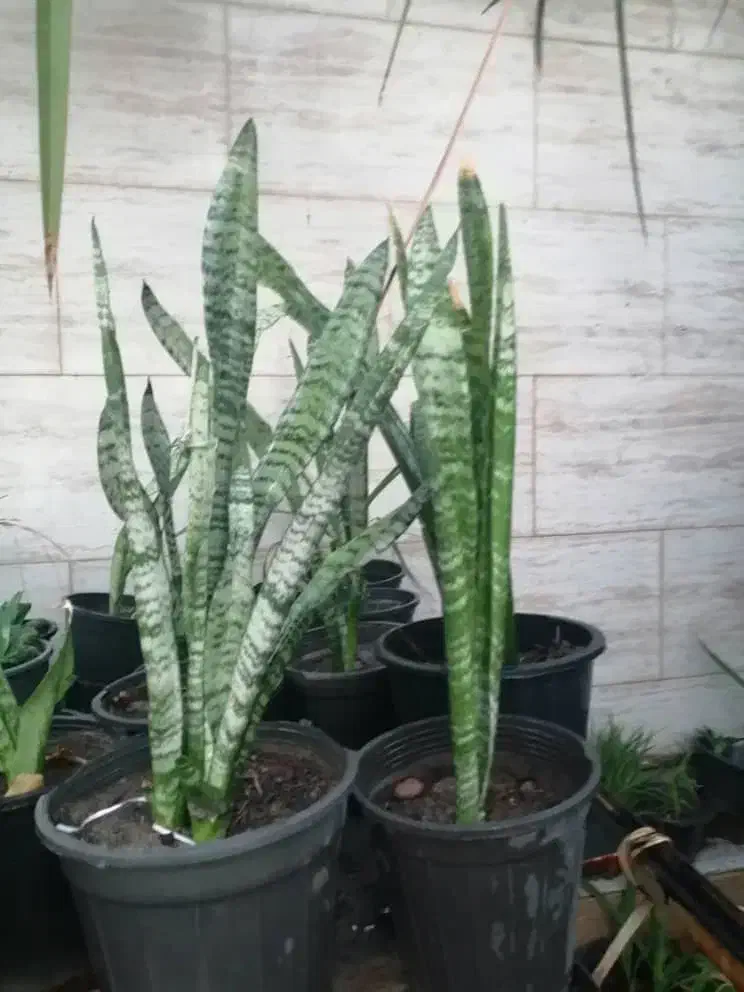 گل وگیاه طبیعی باقیمت مناسب|گل و گیاه طبیعی|برازجان, |دیوار