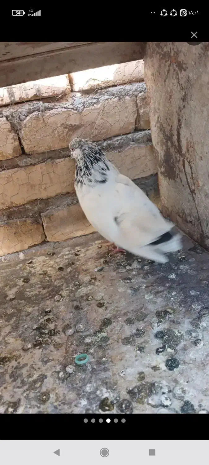 تعدادی کبوتر تهرانی وپلاکی|پرنده|خمینی‌شهر, |دیوار