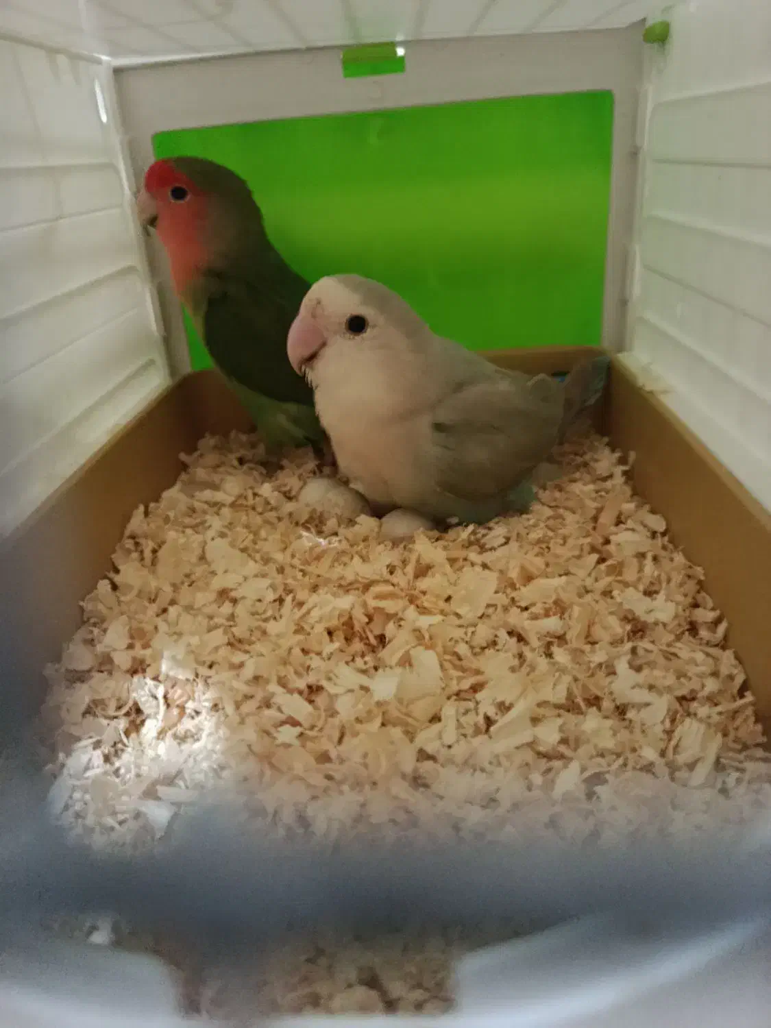 طوطی رنگ خاص|پرنده|پرند, فاز ۵|دیوار