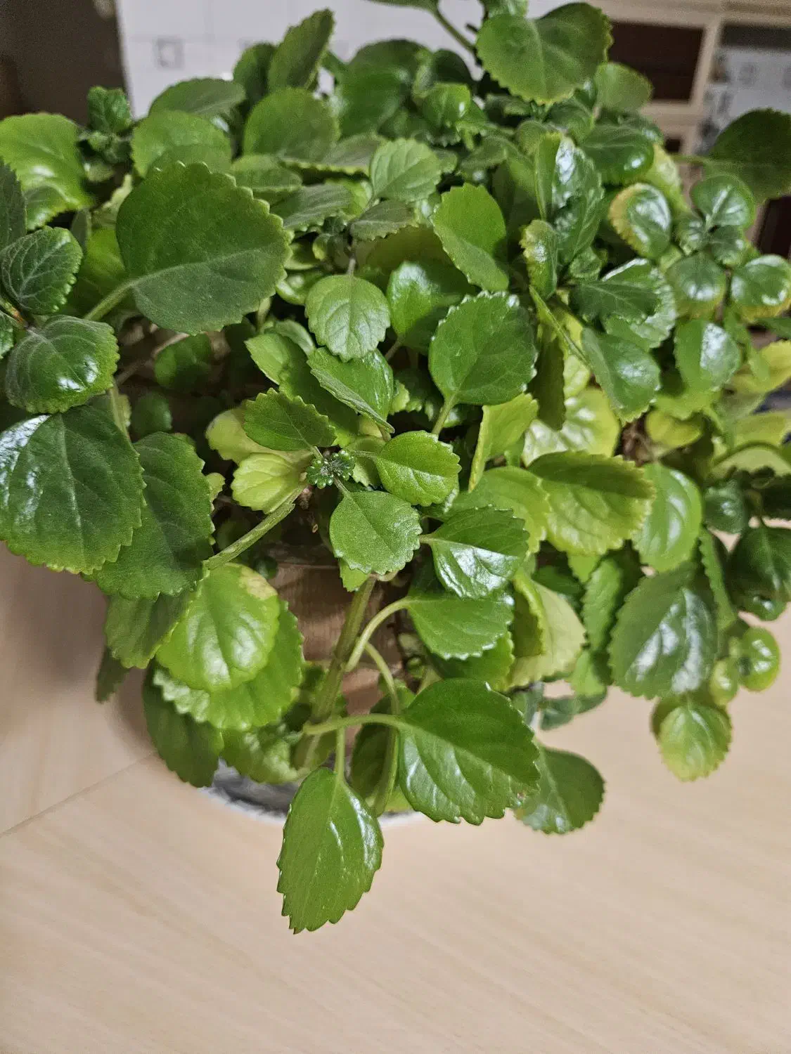 گل طبیعی|گل و گیاه طبیعی|اصفهان, سرتاوه|دیوار