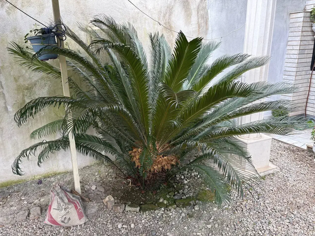 گل سیکاس (چند عدد موجود)|گل و گیاه طبیعی|ماسال, |دیوار