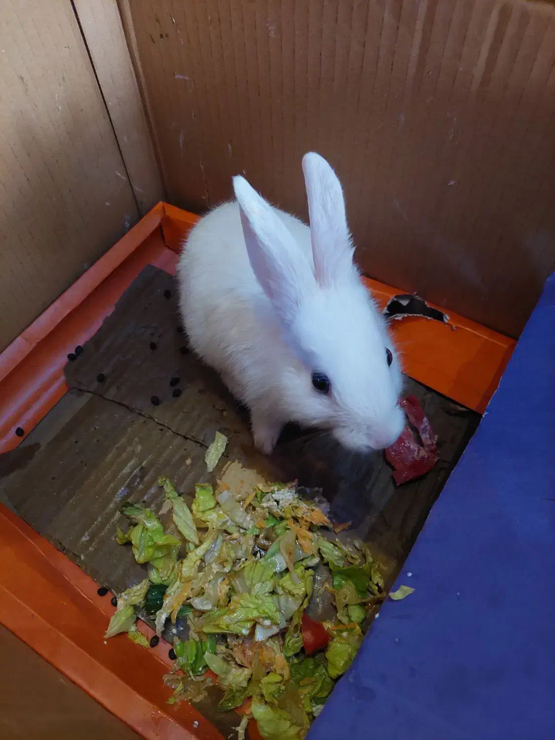 خرگوش سفید دستی|موش و خرگوش|کبودرآهنگ, |دیوار