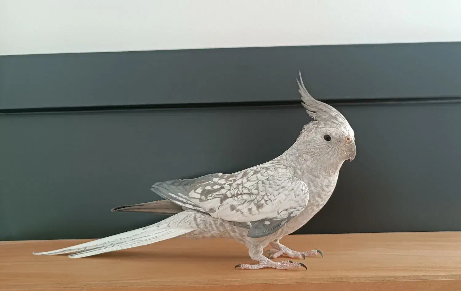 عروس هلندی|پرنده|دیواندره, |دیوار