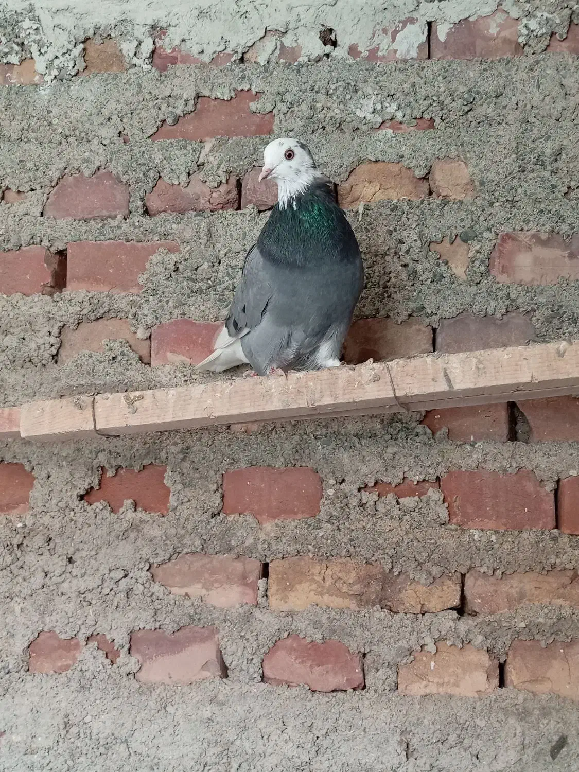 کبوتر نروماده|پرنده|مهاباد (آذربایجان غربی), |دیوار