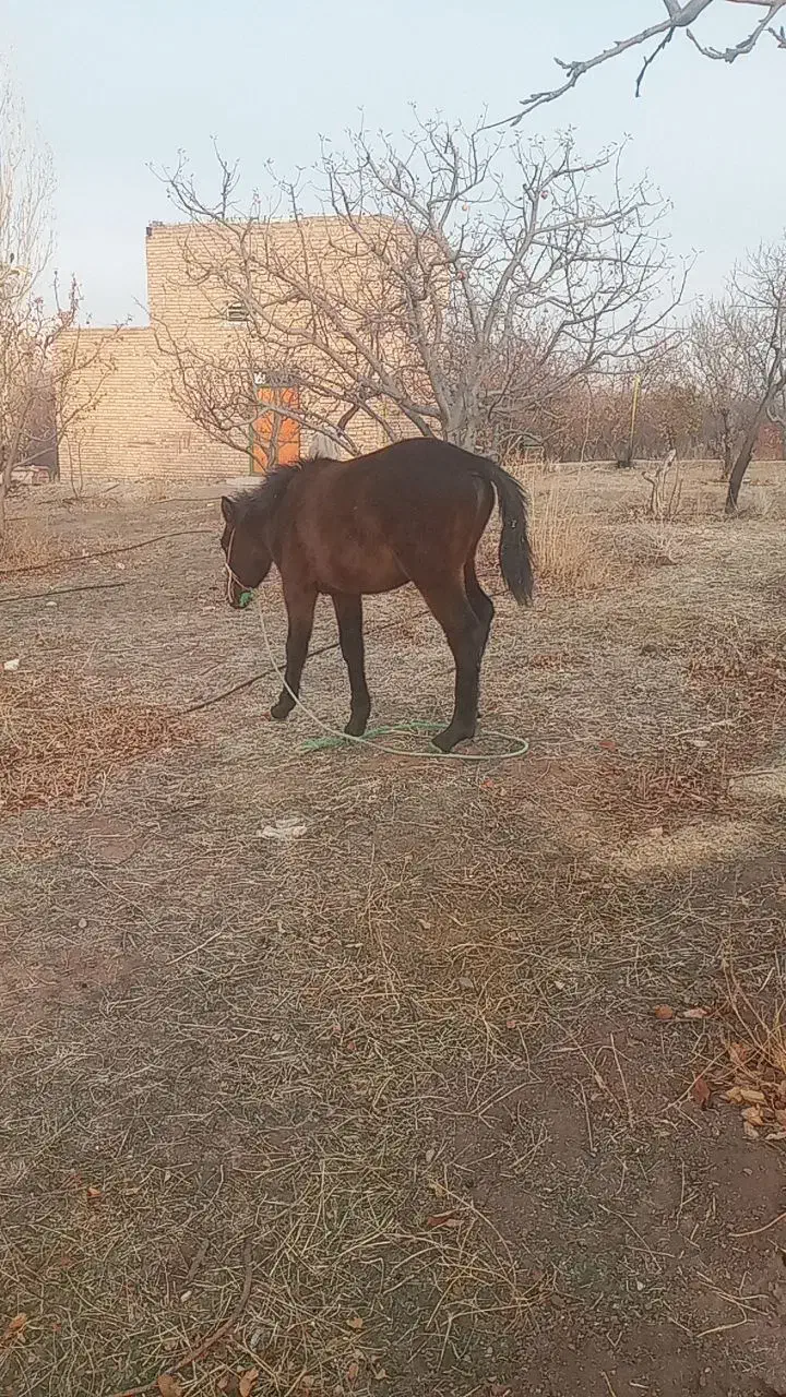 دایچه|اسب و تجهیزات اسب‌سواری|اهر, |دیوار