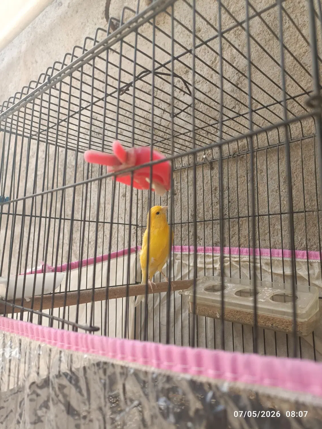 قناری|پرنده|خورموج, |دیوار