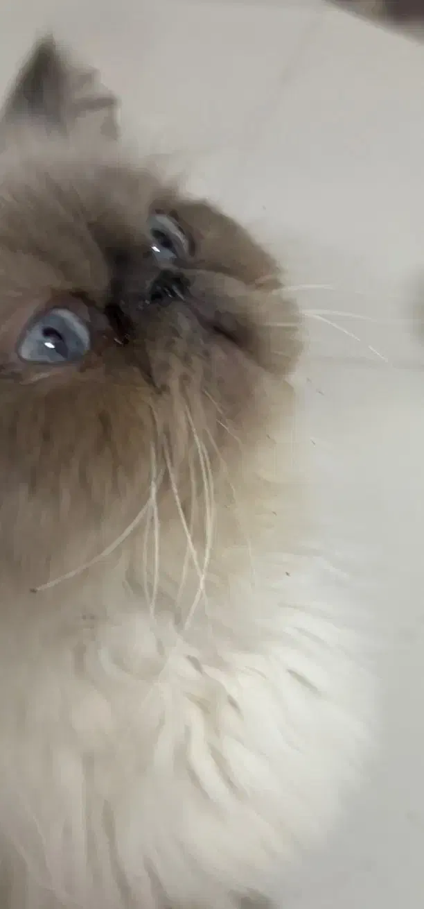 فروش فوری گربه|گربه|قم, بلوار امین و ساحلی|دیوار