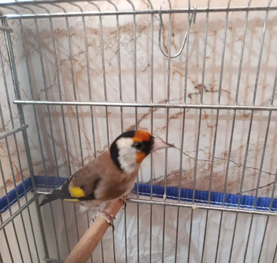 سهره سرسیا 10عدد نقش|پرنده|شیراز, کوشک میدان|دیوار