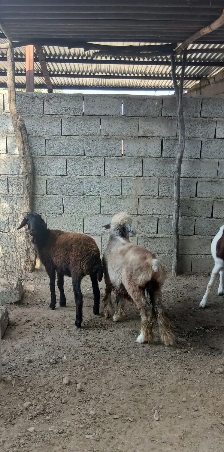 ۳ راس بره ماده ، سالم و سرحال|حیوانات مزرعه|گنبد کاووس, |دیوار