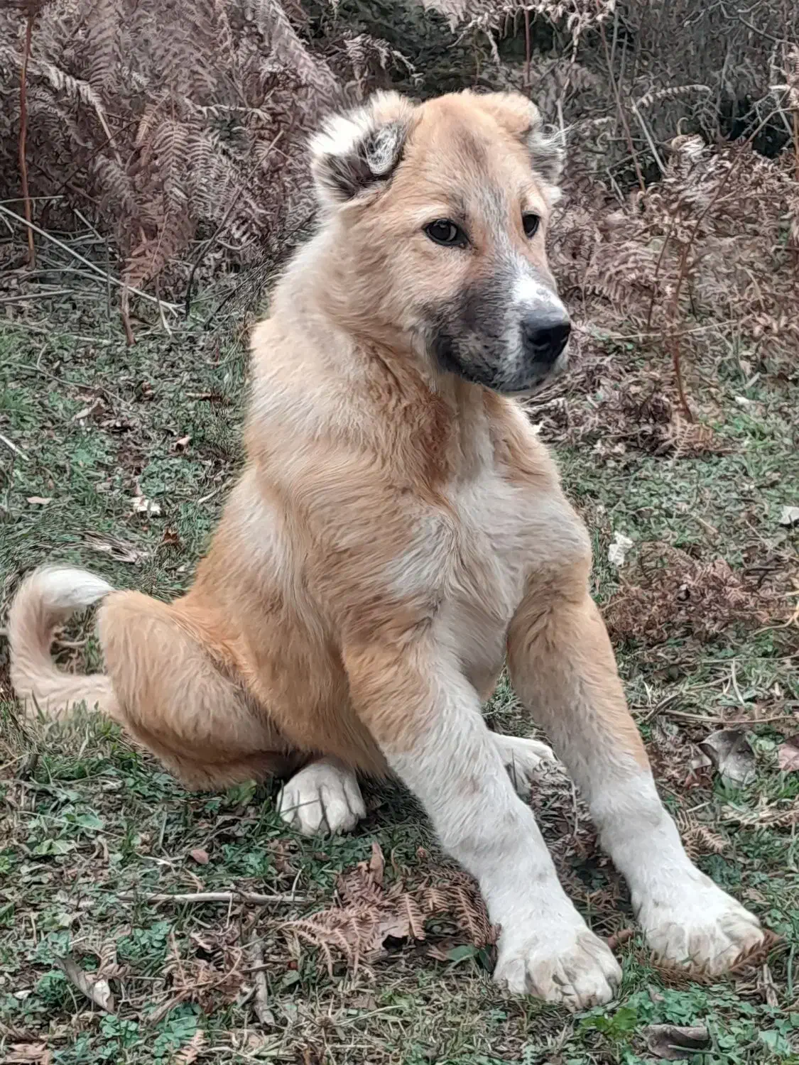 توله سگ ماده سرابی (اصیل)|سگ|پرهسر, |دیوار