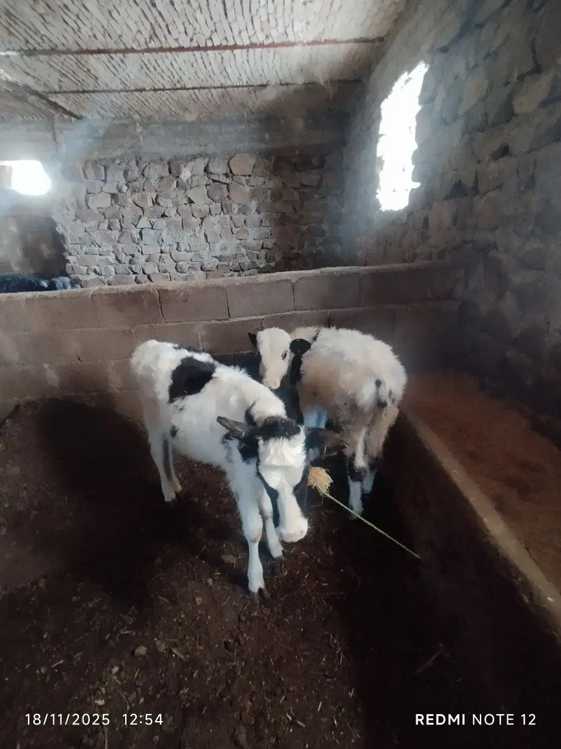 دوتا گوساله دورگه یکی نر یکی ماده چهار ماهه|حیوانات مزرعه|هوراند, |دیوار