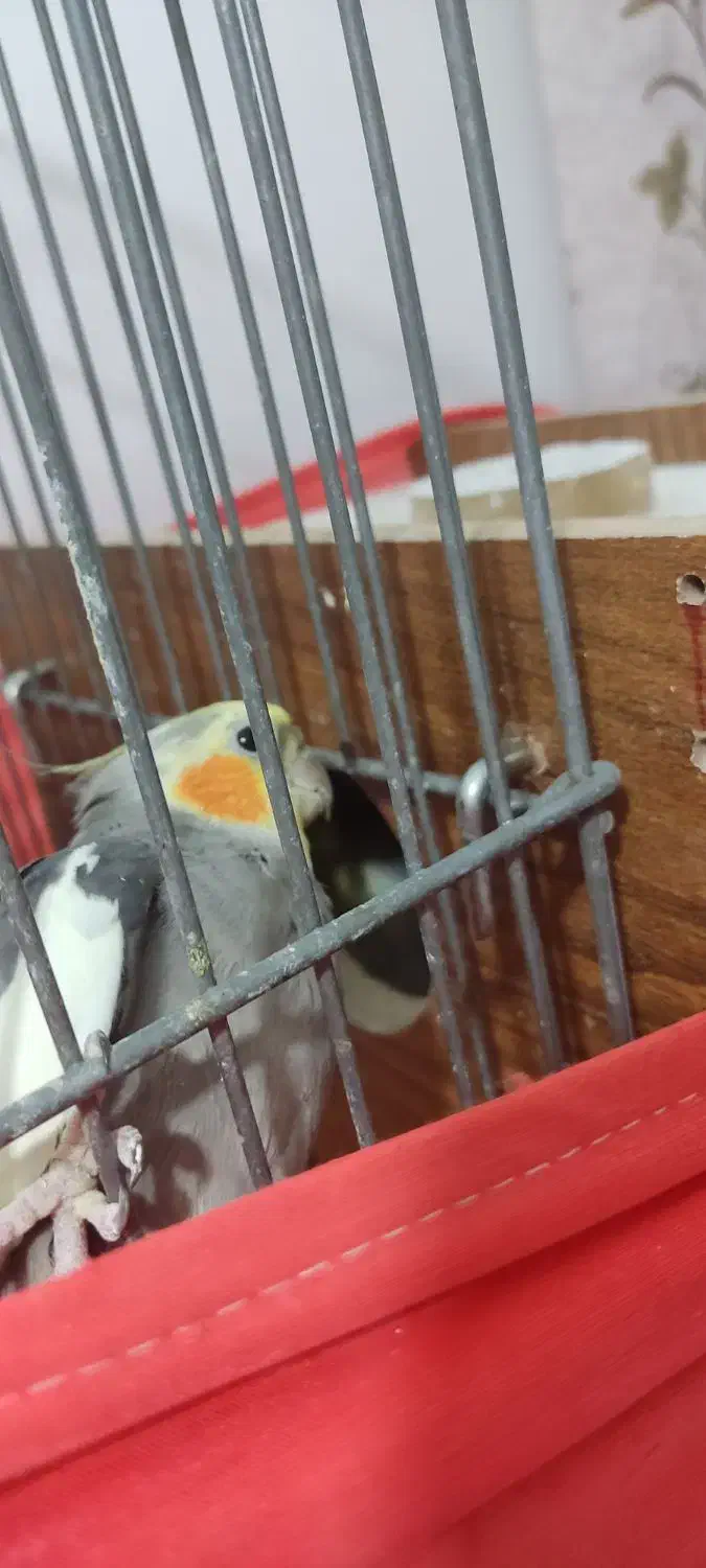 عروس هلندی|پرنده|مشگین شهر, |دیوار