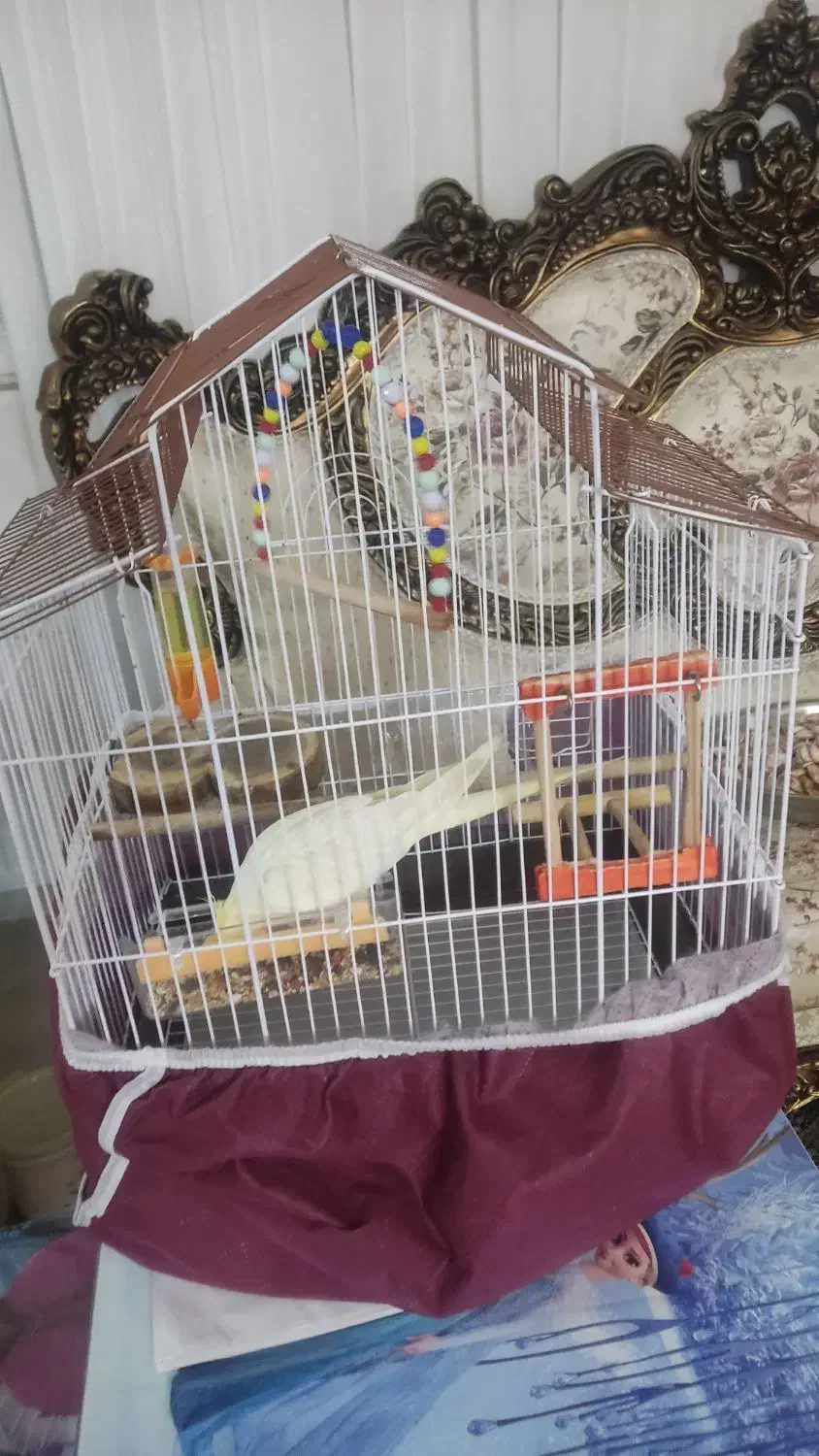 عروس هلندی|پرنده|رشت, نیروی دریایی|دیوار