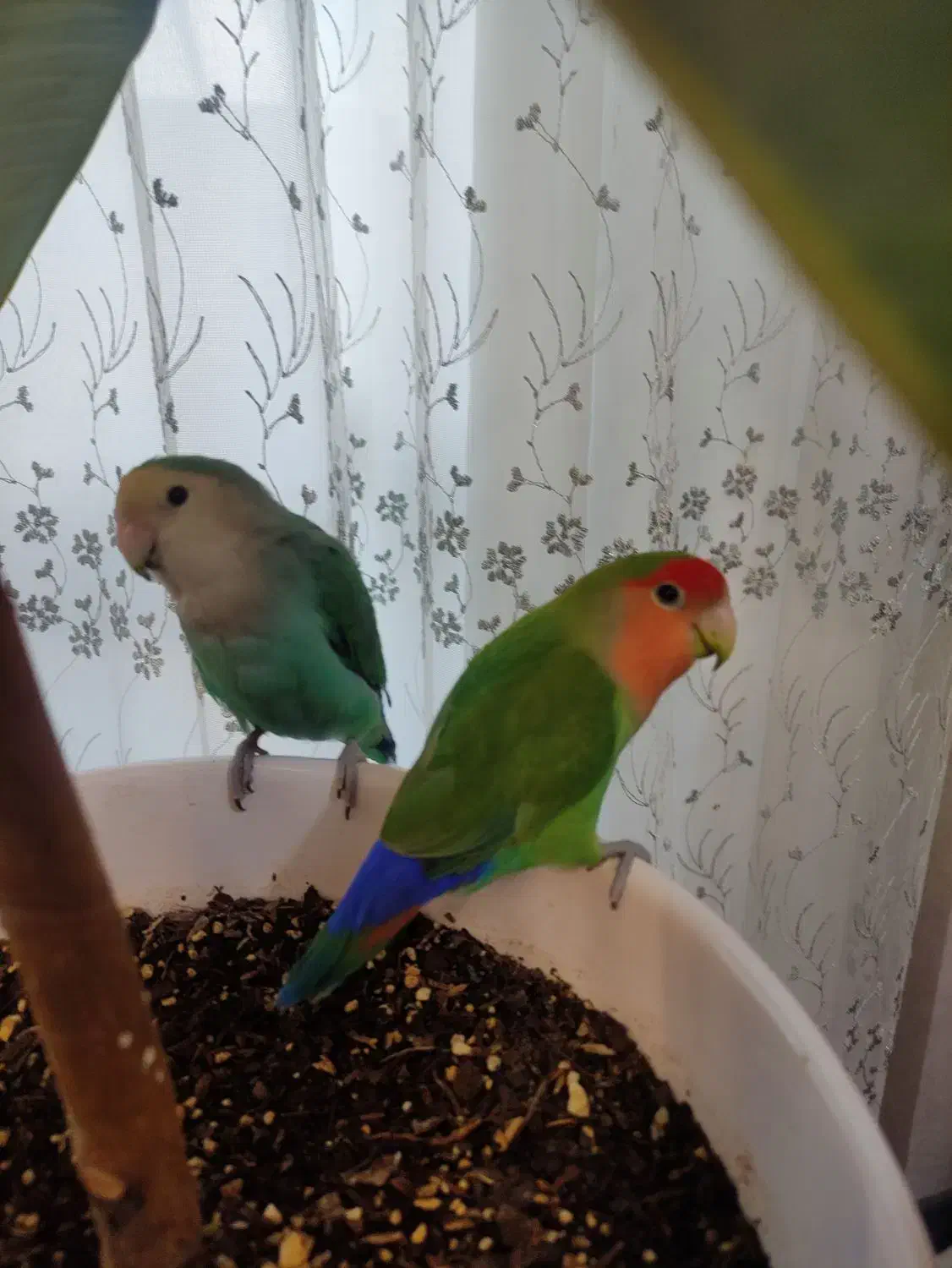 طوطی برزیلی|پرنده|اصفهان, کوی شهید کشوری|دیوار