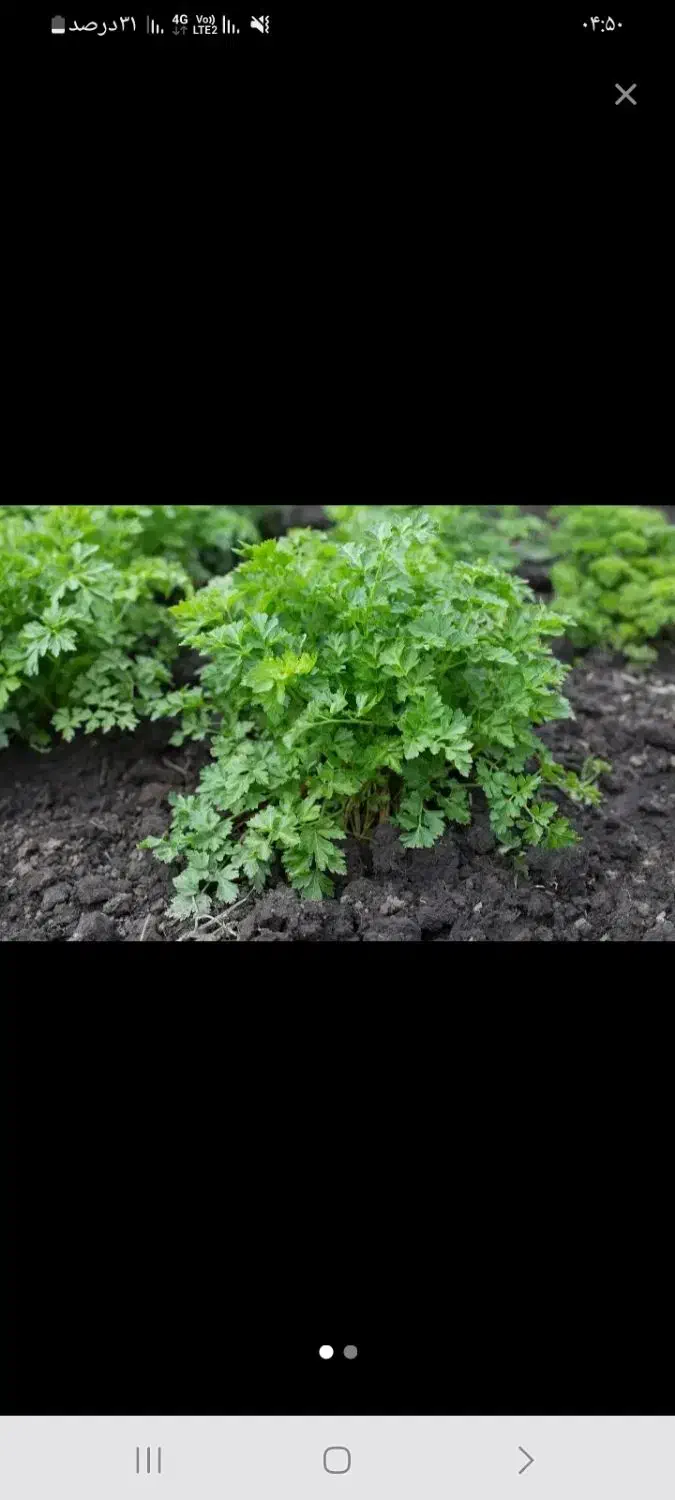 جعفری  بسته بندی|خوردنی و آشامیدنی|گرگان, |دیوار