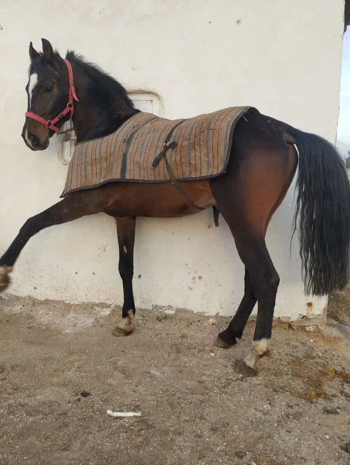 اسب نریان شش دانگ|اسب و تجهیزات اسب‌سواری|فسا, |دیوار