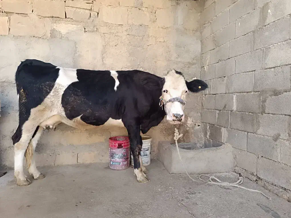 فروشی|حیوانات مزرعه|مسجد سلیمان, |دیوار