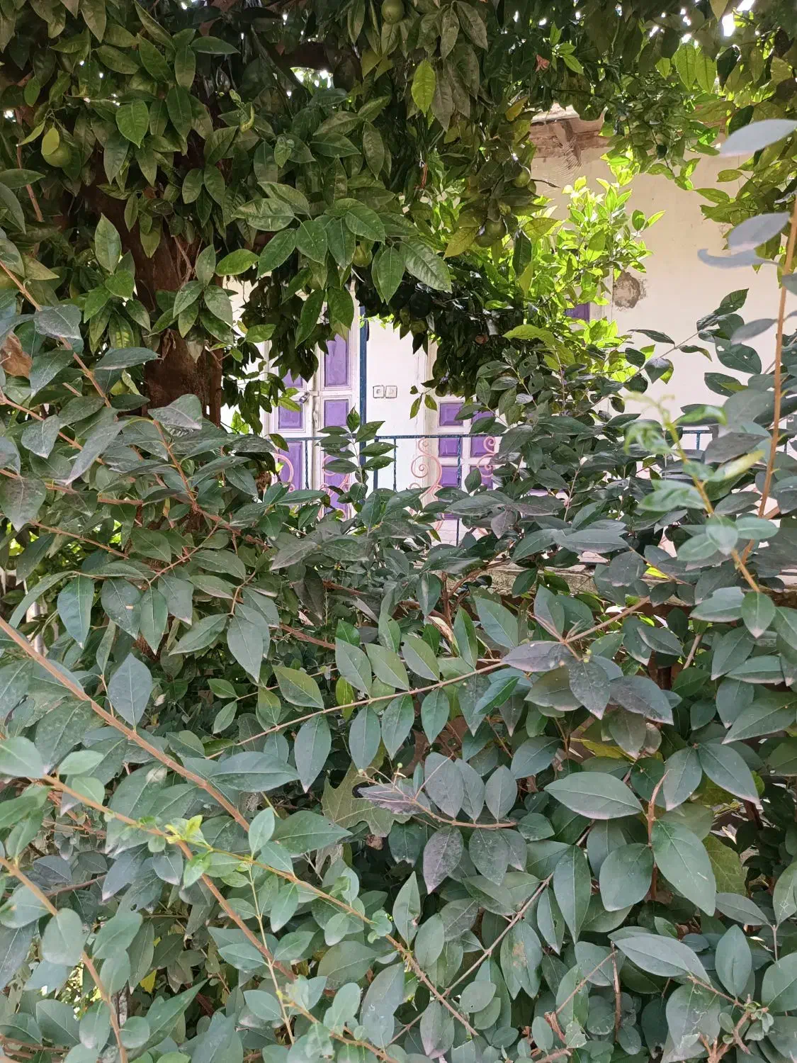 فروش زمین ویلایی ۲۵۰ متری در رامسر|فروش زمین و ملک کلنگی|تهران, اکباتان|دیوار