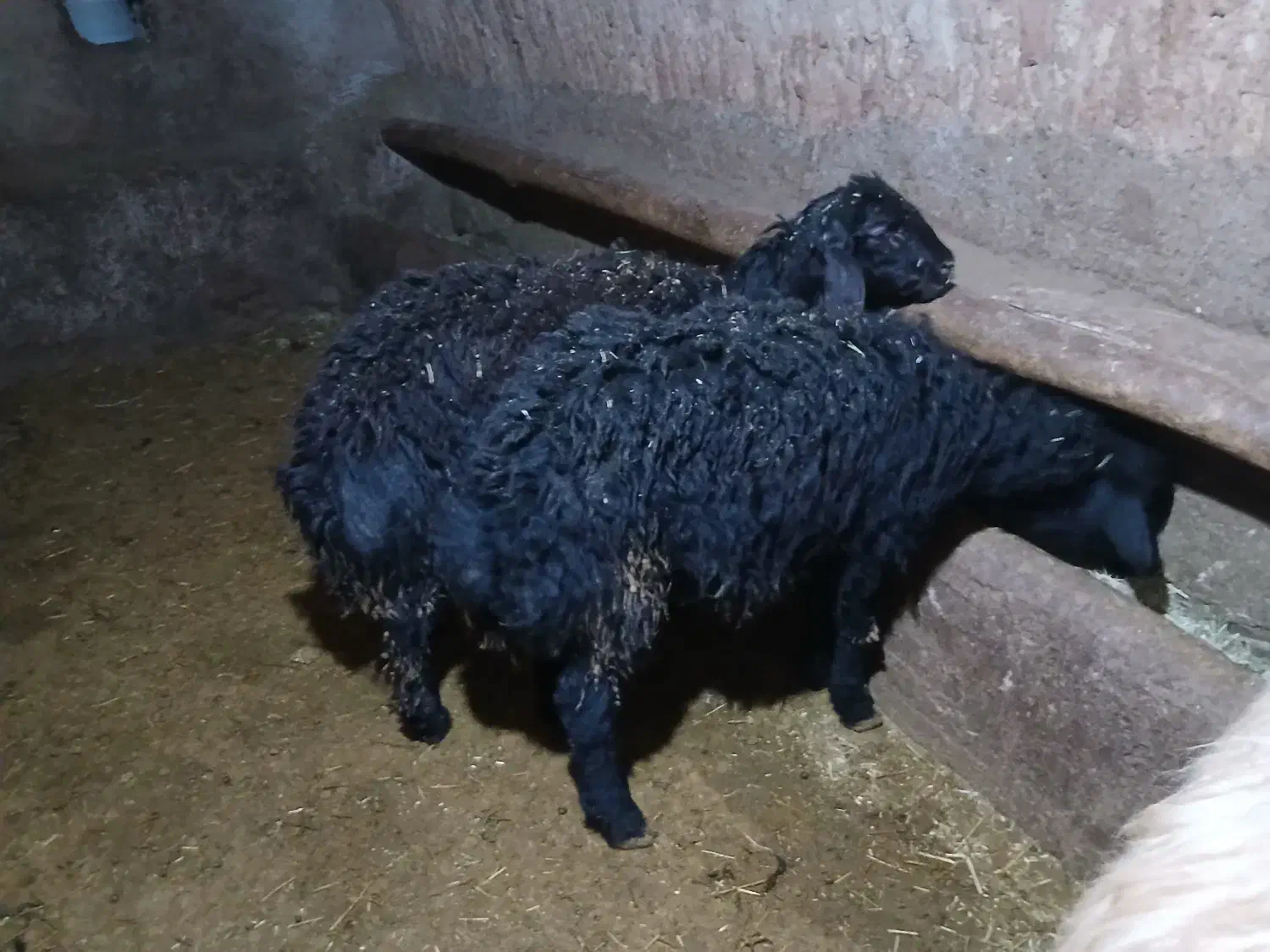 بره قوچ قره قزل|حیوانات مزرعه|بلبان آباد, |دیوار